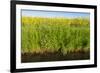 Yellow Blooming Rape Plants at the Edge of A Ditch-Ruud Morijn-Framed Photographic Print