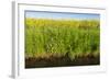 Yellow Blooming Rape Plants at the Edge of A Ditch-Ruud Morijn-Framed Photographic Print