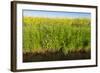 Yellow Blooming Rape Plants at the Edge of A Ditch-Ruud Morijn-Framed Photographic Print