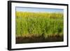 Yellow Blooming Rape Plants at the Edge of A Ditch-Ruud Morijn-Framed Photographic Print