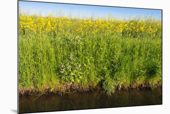 Yellow Blooming Rape Plants at the Edge of A Ditch-Ruud Morijn-Mounted Photographic Print