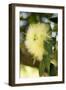 Yellow Blossom-Erin Berzel-Framed Art Print