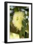 Yellow Blossom-Erin Berzel-Framed Art Print