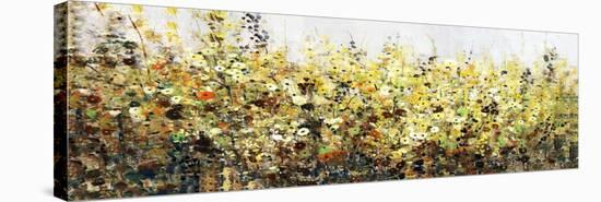 Yellow Blossoms II-Tim O'toole-Stretched Canvas