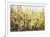 Yellow Blossoms-Tim O'toole-Framed Giclee Print