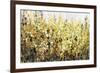 Yellow Blossoms-Tim O'toole-Framed Giclee Print