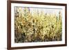 Yellow Blossoms-Tim O'toole-Framed Giclee Print