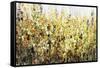 Yellow Blossoms-Tim O'toole-Framed Stretched Canvas