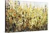 Yellow Blossoms-Tim O'toole-Stretched Canvas