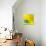 Yellow / Blue-Daniel Cacouault-Giclee Print displayed on a wall