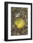 Yellow Boxfish Juvenile-Hal Beral-Framed Photographic Print