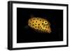 Yellow Boxfish-Barathieu Gabriel-Framed Giclee Print