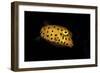 Yellow Boxfish-Barathieu Gabriel-Framed Giclee Print