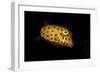 Yellow Boxfish-Barathieu Gabriel-Framed Giclee Print