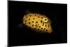 Yellow Boxfish-Barathieu Gabriel-Mounted Giclee Print