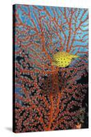 Yellow Boxfish-Georgette Douwma-Stretched Canvas