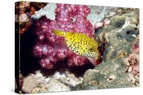 Yellow Boxfish-Georgette Douwma-Stretched Canvas