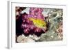 Yellow Boxfish-Georgette Douwma-Framed Premium Photographic Print