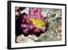 Yellow Boxfish-Georgette Douwma-Framed Premium Photographic Print