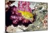 Yellow Boxfish-Georgette Douwma-Mounted Premium Photographic Print