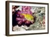 Yellow Boxfish-Georgette Douwma-Framed Photographic Print