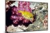 Yellow Boxfish-Georgette Douwma-Mounted Photographic Print