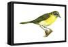 Yellow-Breasted Chat (Icteria Virens), Birds-Encyclopaedia Britannica-Framed Stretched Canvas