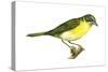 Yellow-Breasted Chat (Icteria Virens), Birds-Encyclopaedia Britannica-Stretched Canvas