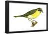 Yellow-Breasted Chat (Icteria Virens), Birds-Encyclopaedia Britannica-Framed Poster