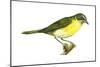 Yellow-Breasted Chat (Icteria Virens), Birds-Encyclopaedia Britannica-Mounted Poster