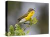 Yellow-Breasted Chat Singing on Breeding Territory, Central Texas, USA-Larry Ditto-Stretched Canvas