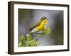 Yellow-Breasted Chat Singing on Breeding Territory, Central Texas, USA-Larry Ditto-Framed Photographic Print