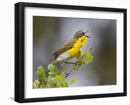 Yellow-Breasted Chat Singing on Breeding Territory, Central Texas, USA-Larry Ditto-Framed Photographic Print