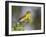 Yellow-Breasted Chat Singing on Breeding Territory, Central Texas, USA-Larry Ditto-Framed Photographic Print