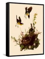 Yellow-Breasted Chat-John James Audubon-Framed Stretched Canvas