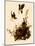 Yellow-Breasted Chat-John James Audubon-Mounted Giclee Print