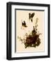 Yellow-Breasted Chat-John James Audubon-Framed Giclee Print