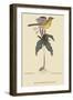 Yellow Breatsed Chat-Mark Catesby-Framed Art Print