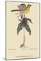 Yellow Breatsed Chat-Mark Catesby-Mounted Art Print