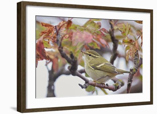 Yellow Browed Warbler (Phylloscopus Inornatus) Perched on Twig, Uto, Finland, September-Markus Varesvuo-Framed Photographic Print