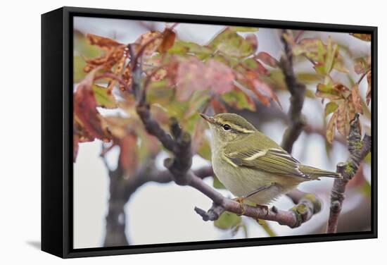 Yellow Browed Warbler (Phylloscopus Inornatus) Perched on Twig, Uto, Finland, September-Markus Varesvuo-Framed Stretched Canvas