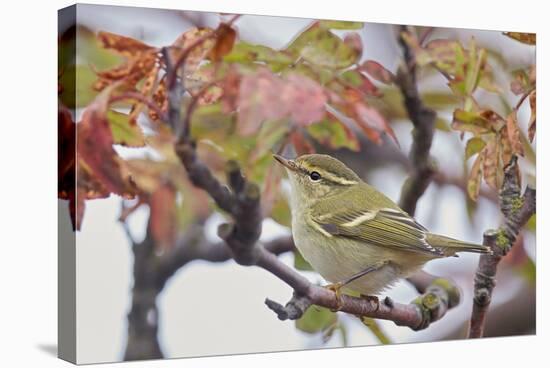 Yellow Browed Warbler (Phylloscopus Inornatus) Perched on Twig, Uto, Finland, September-Markus Varesvuo-Stretched Canvas