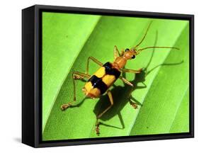 Yellow Bug-Dana Brett Munach-Framed Stretched Canvas