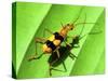 Yellow Bug-Dana Brett Munach-Stretched Canvas