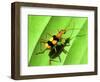 Yellow Bug-Dana Brett Munach-Framed Giclee Print