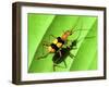 Yellow Bug-Dana Brett Munach-Framed Giclee Print