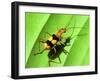 Yellow Bug-Dana Brett Munach-Framed Giclee Print