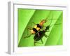 Yellow Bug-Dana Brett Munach-Framed Giclee Print