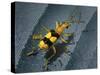 Yellow Bug-Dana Brett Munach-Stretched Canvas