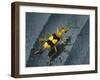 Yellow Bug-Dana Brett Munach-Framed Giclee Print